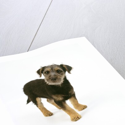Mixed Terrier Puppy by Anonymous