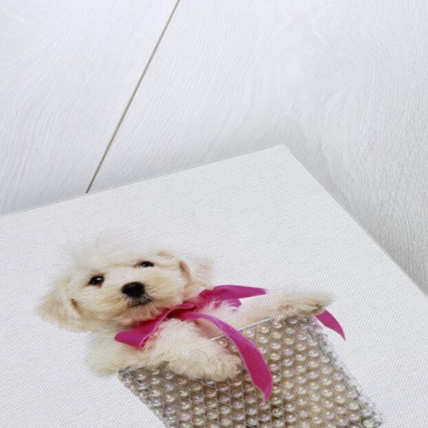 Bichon Frise Puppy by Anonymous