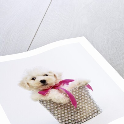 Bichon Frise Puppy by Anonymous