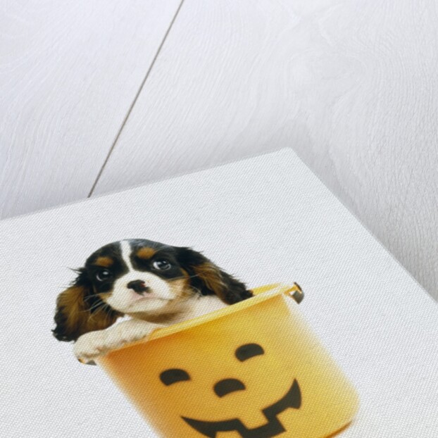 Cavalier King Charles Spaniel Puppy by Anonymous