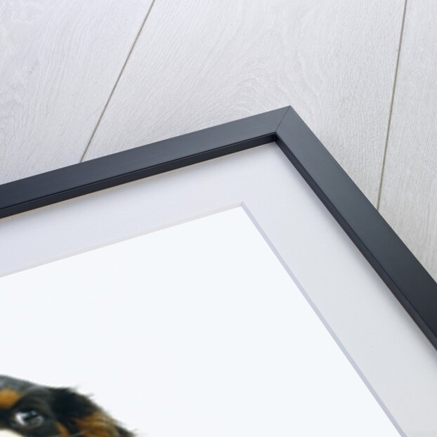 Cavalier King Charles Spaniel Puppy by Anonymous