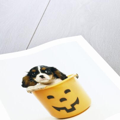 Cavalier King Charles Spaniel Puppy by Anonymous