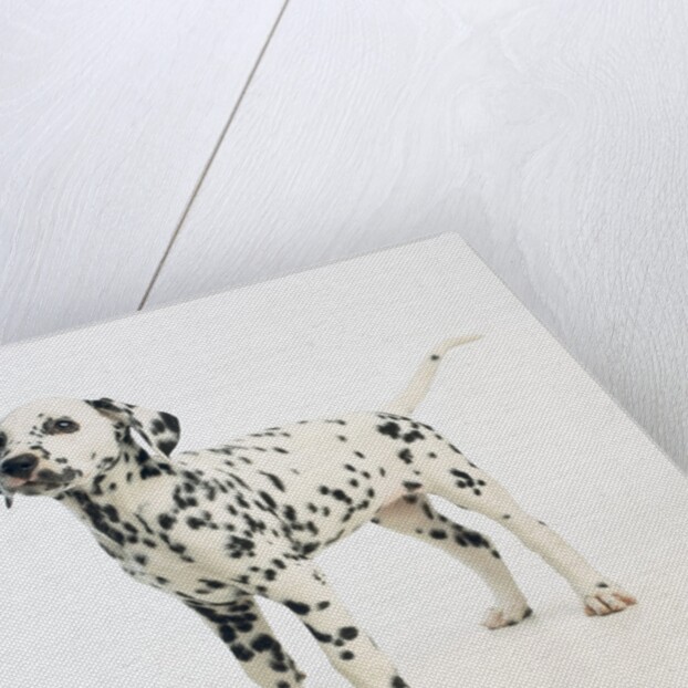 Dalmatian Puppy by Anonymous