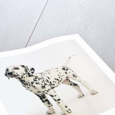 Dalmatian Puppy by Anonymous