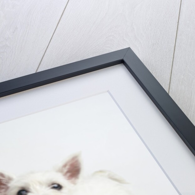 West Highland White Terrier Puppies by Anonymous