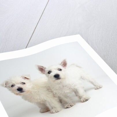 West Highland White Terrier Puppies by Anonymous