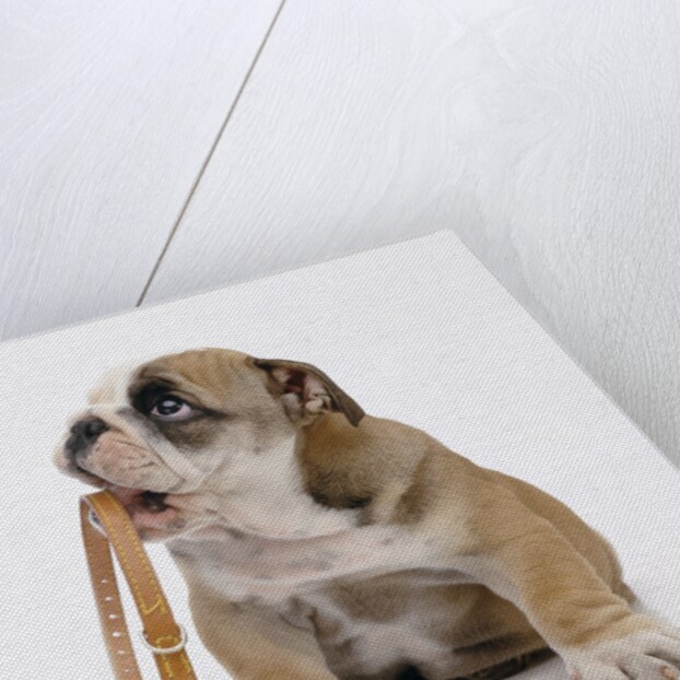 Bulldog Holding Collar by Anonymous