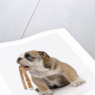 Bulldog Holding Collar by Anonymous