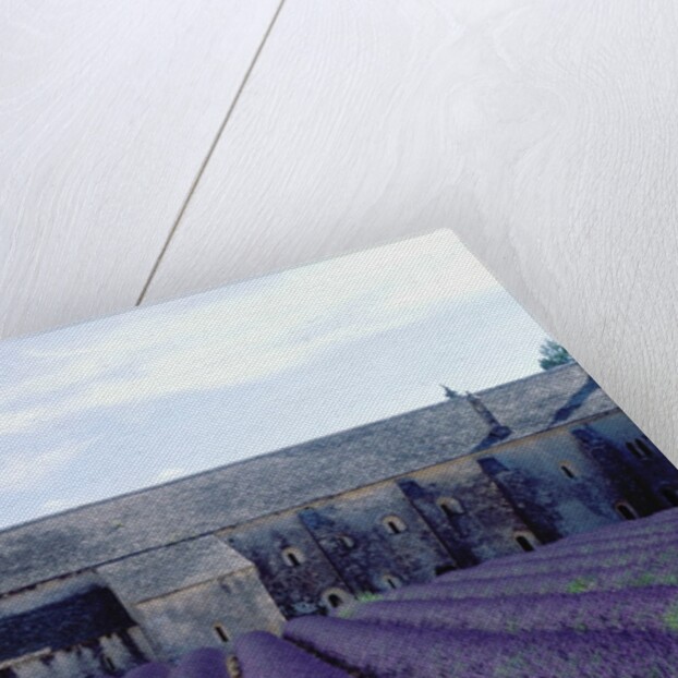 Lavender Field at Abbeye du Senanque by Anonymous