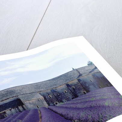 Lavender Field at Abbeye du Senanque by Anonymous
