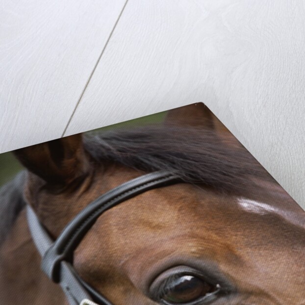 Bay Horse in Bridle by Anonymous