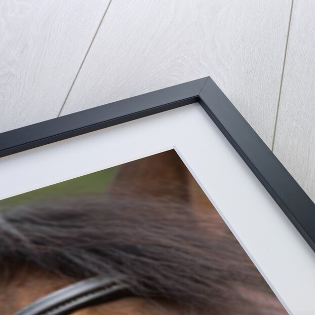 Bay Horse in Bridle by Anonymous