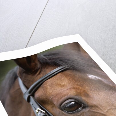 Bay Horse in Bridle by Anonymous