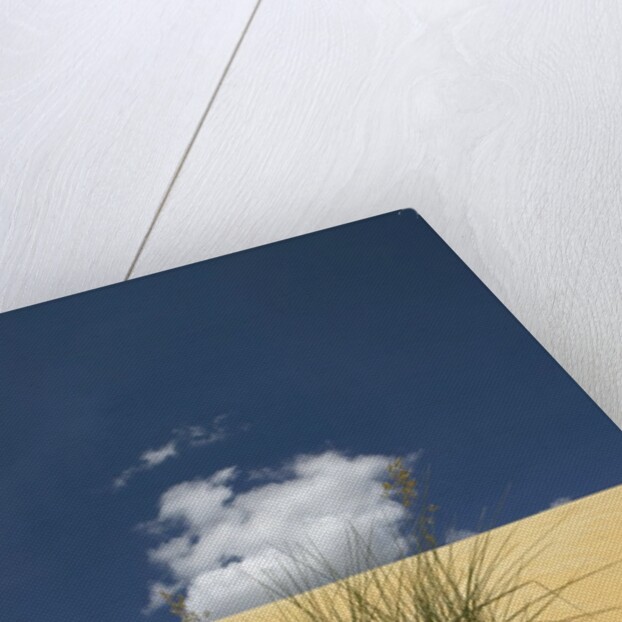 View of plants growing in sand dune by Anonymous