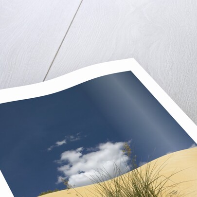 View of plants growing in sand dune by Anonymous