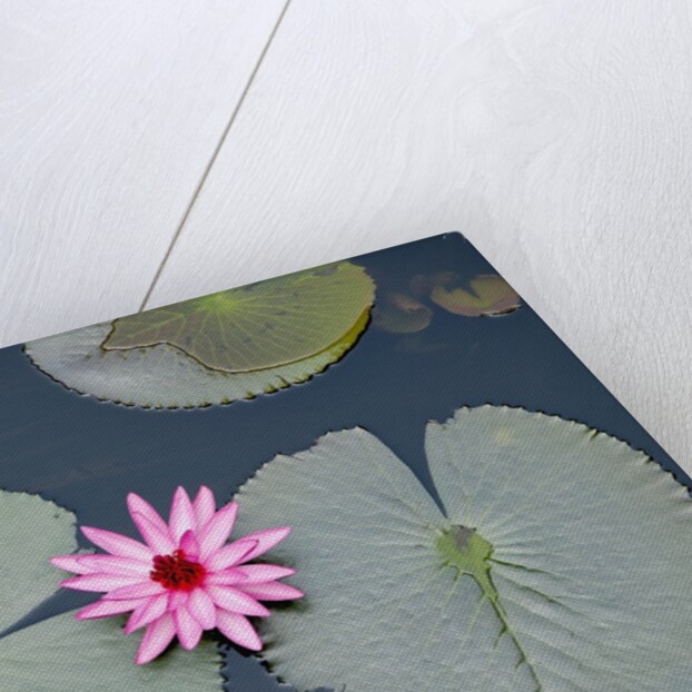 Water Lily on Hoan Kiem Lake, Hanoi, Vietnam by Anonymous