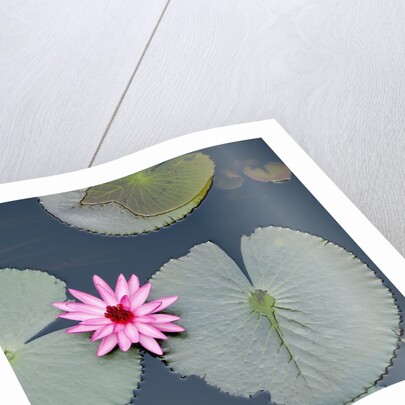 Water Lily on Hoan Kiem Lake, Hanoi, Vietnam by Anonymous