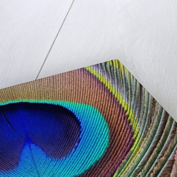 Peacock Feather by Anonymous