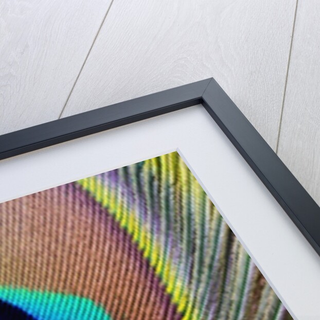 Peacock Feather by Anonymous