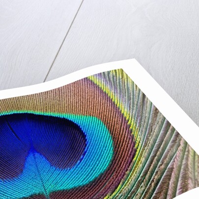 Peacock Feather by Anonymous