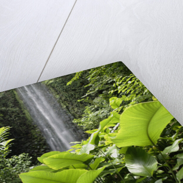 Waterfall in Rain Forest, Jurong Bird Park, Singapore by Anonymous