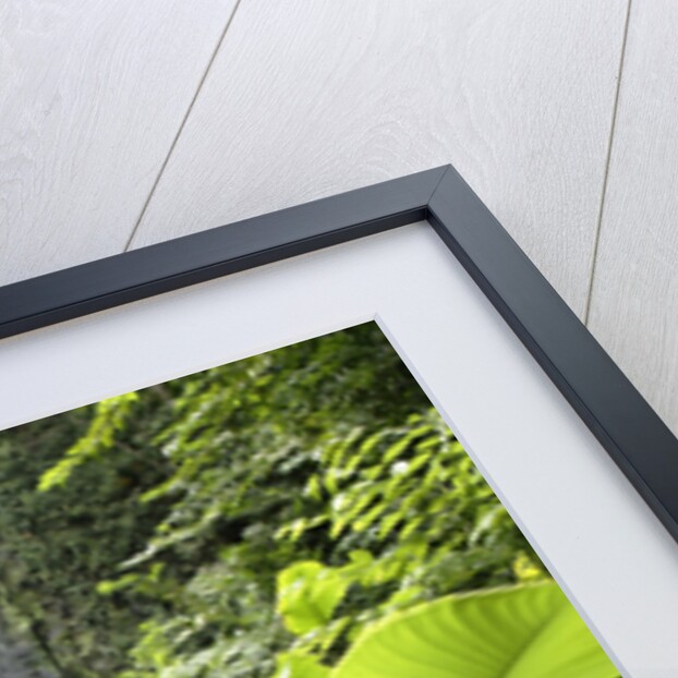 Waterfall in Rain Forest, Jurong Bird Park, Singapore by Anonymous