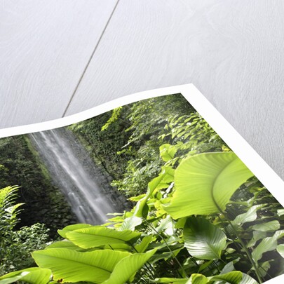 Waterfall in Rain Forest, Jurong Bird Park, Singapore by Anonymous