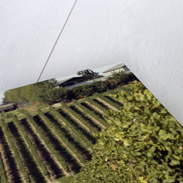 A vineyard in a rural setting by Anonymous