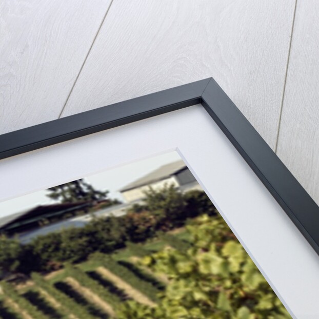 A vineyard in a rural setting by Anonymous