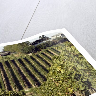 A vineyard in a rural setting by Anonymous