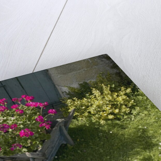 Pink Geraniums in a wheelbarrow by Anonymous
