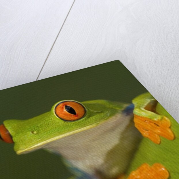 Red-Eyed Leaf Frog by Anonymous