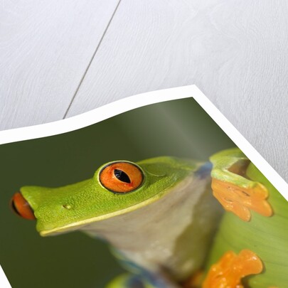 Red-Eyed Leaf Frog by Anonymous