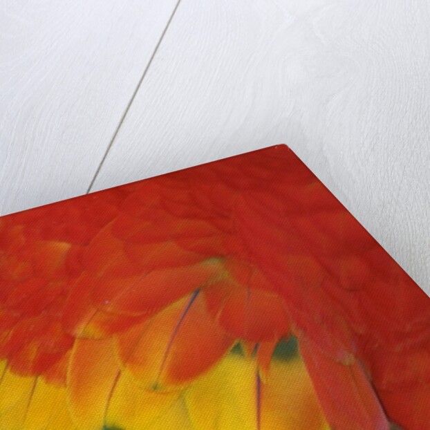 Scarlet Macaw Feathers by Anonymous