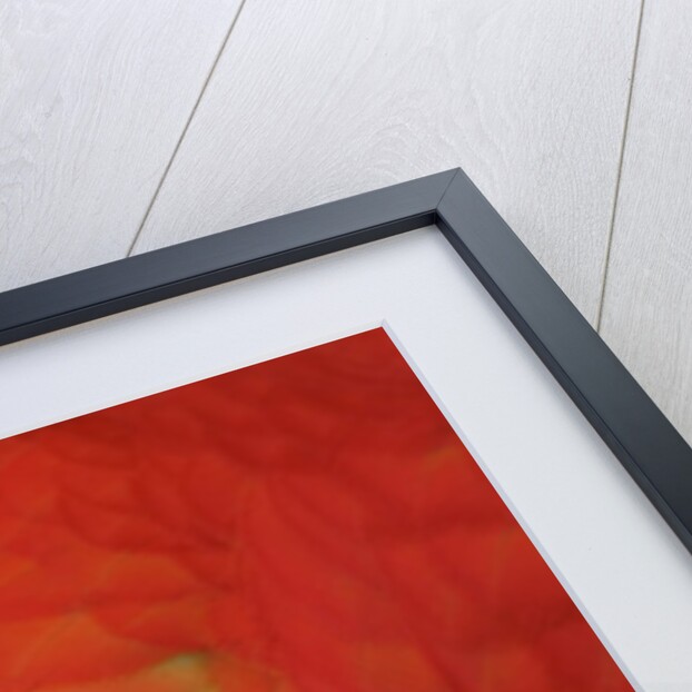 Scarlet Macaw Feathers by Anonymous