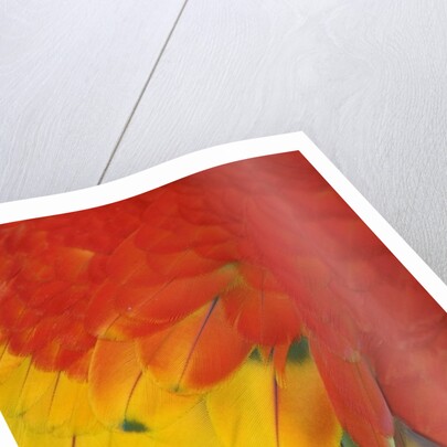 Scarlet Macaw Feathers by Anonymous