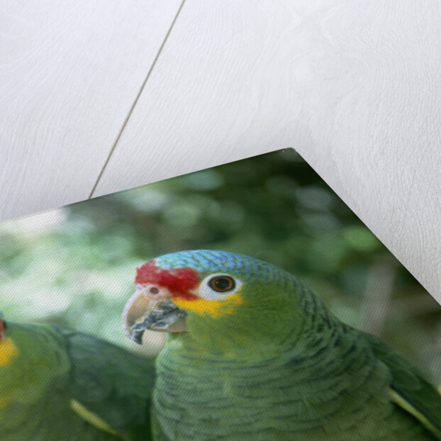Red-Lored Amazon Parrots by Anonymous
