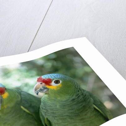 Red-Lored Amazon Parrots by Anonymous