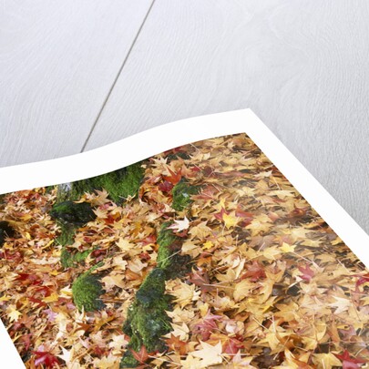 Leaves in Fall Color in Park by Anonymous