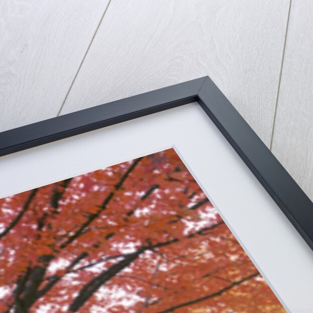 Fall Foliage in Fog by Anonymous