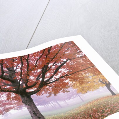 Fall Foliage in Fog by Anonymous