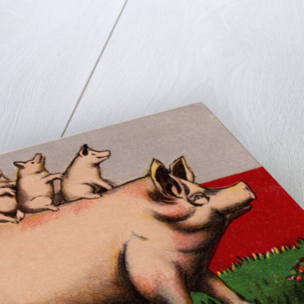 On the Hog Postcard by Anonymous