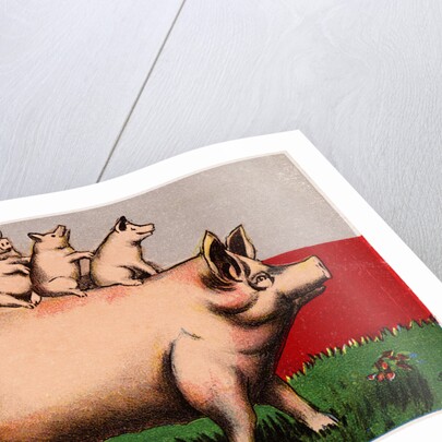On the Hog Postcard by Anonymous