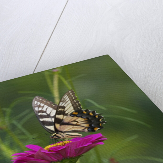 Swallowtail Butterflies on Cosmos Flower by Anonymous