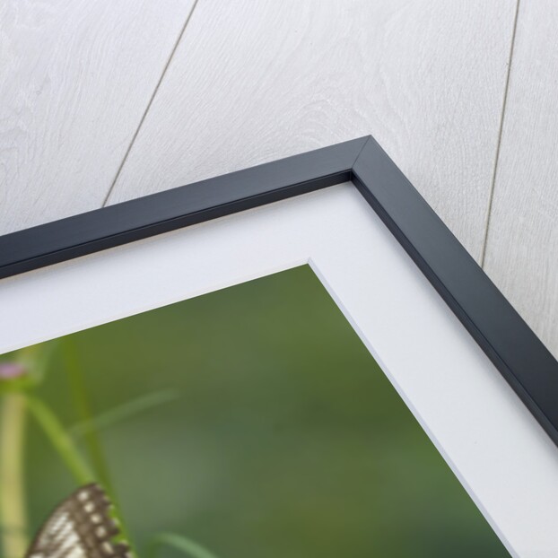 Swallowtail Butterflies on Cosmos Flower by Anonymous