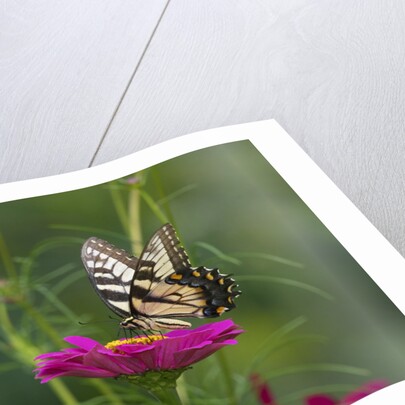 Swallowtail Butterflies on Cosmos Flower by Anonymous