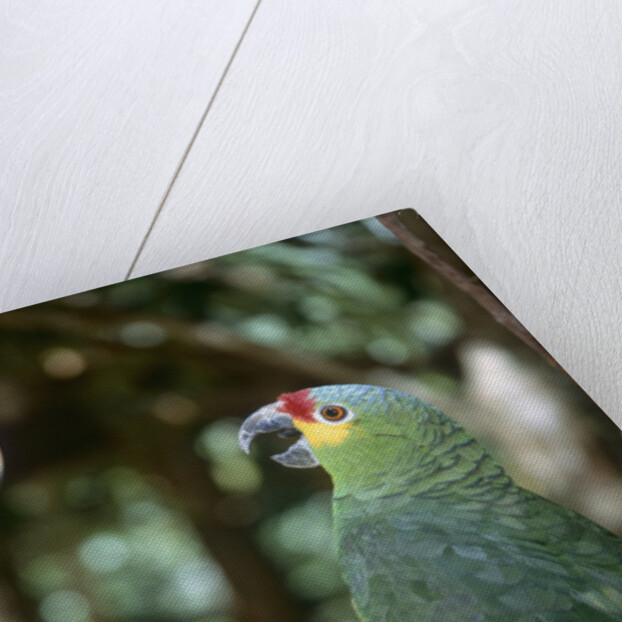 Scarlet Macaw and Red-Lored Amazon Parrot by Anonymous