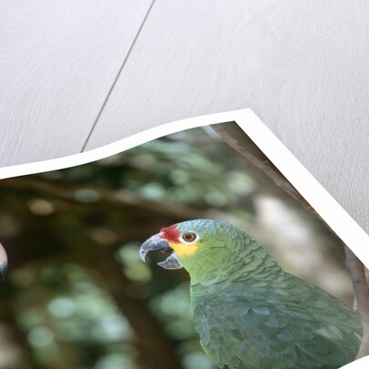 Scarlet Macaw and Red-Lored Amazon Parrot by Anonymous