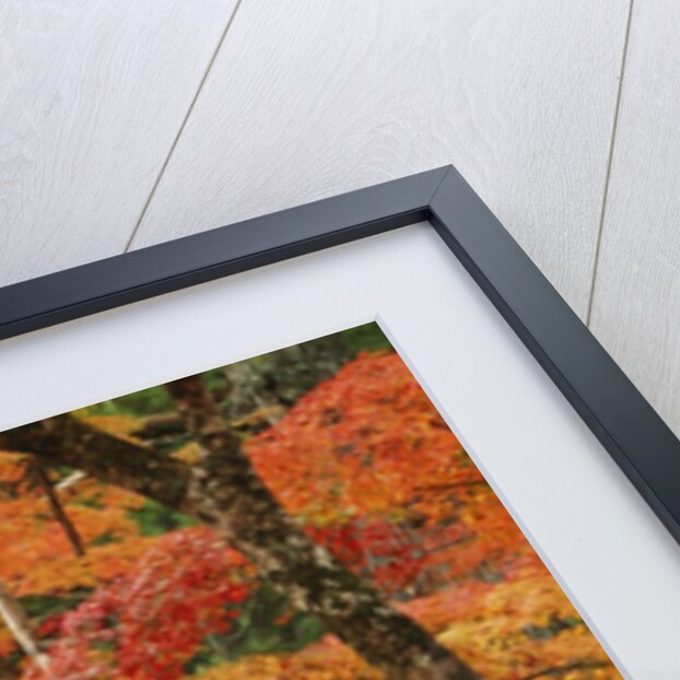 Autumn in Koya-san by Anonymous