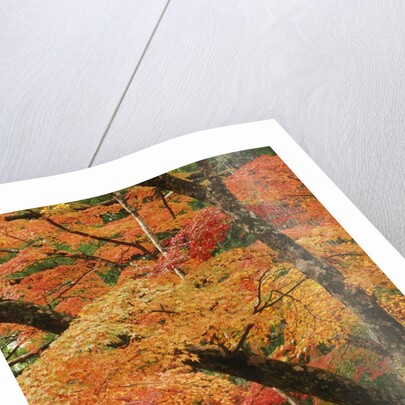 Autumn in Koya-san by Anonymous